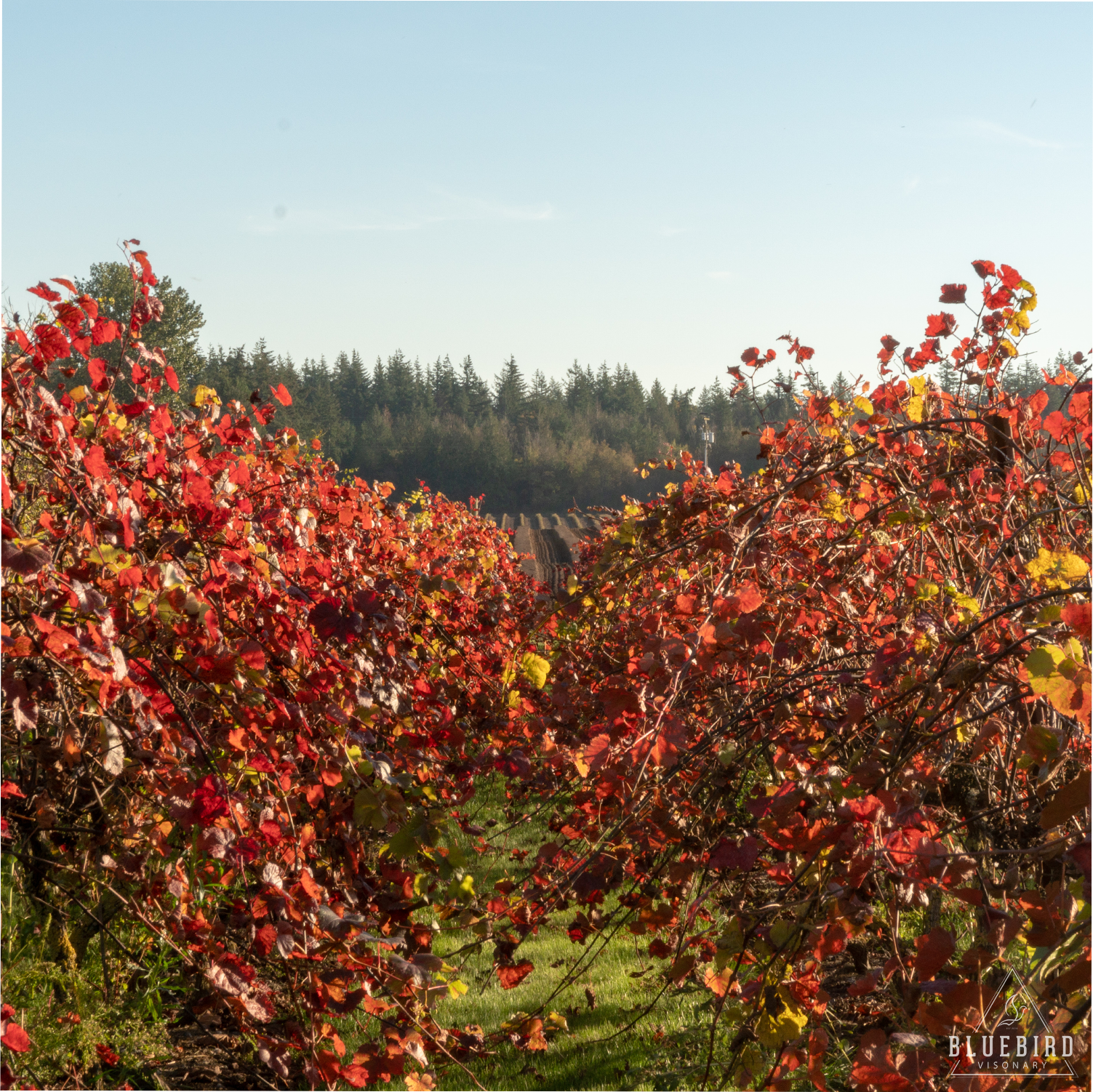 Changing colors on the vineyard.jpg