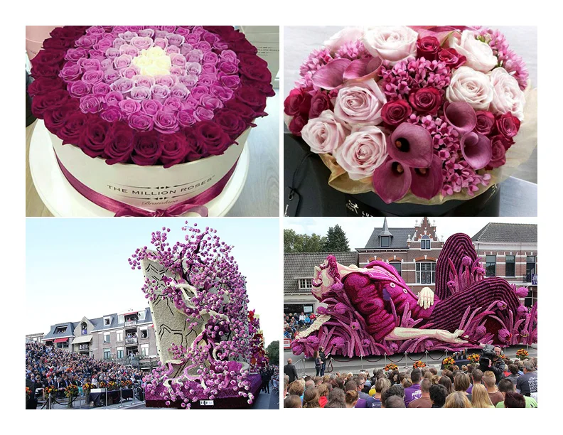 sparc_doheny_roses.jpg