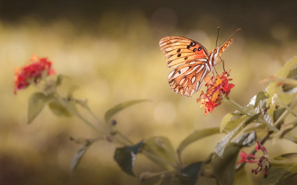 Nature 1st Place