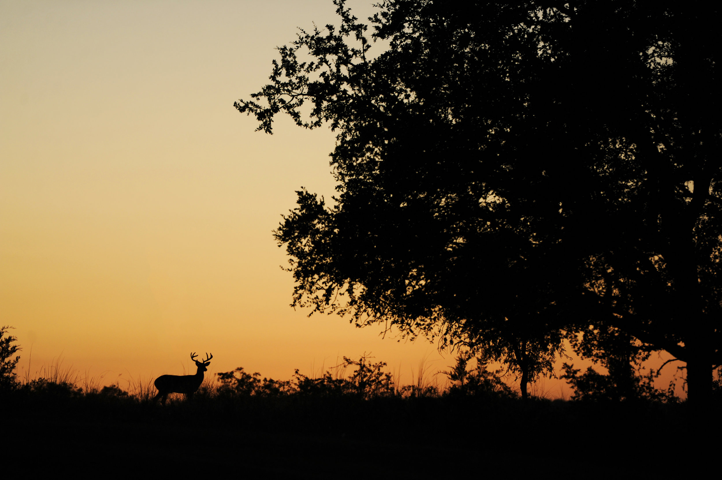 SMV_0468.jpg
