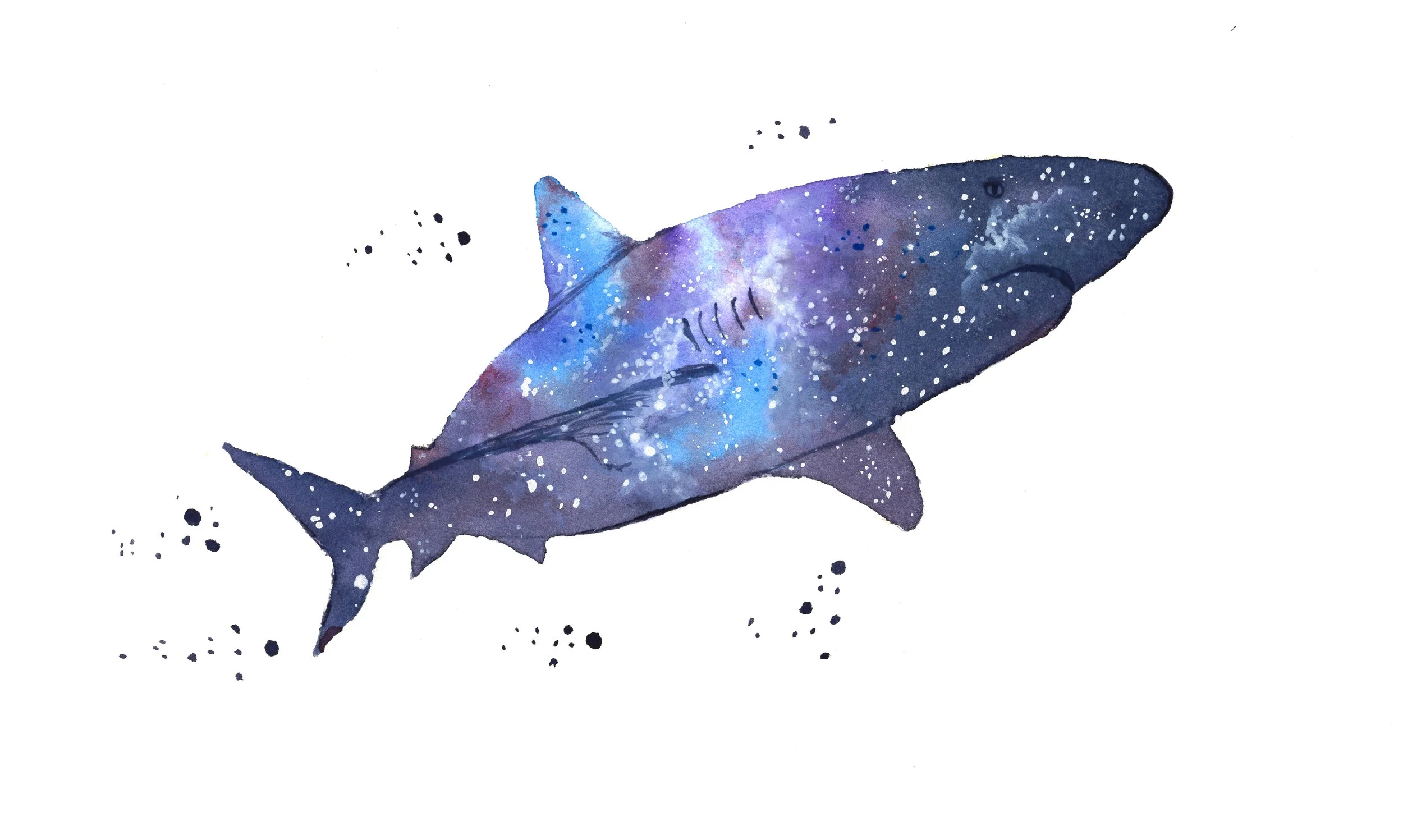 Shark Universe