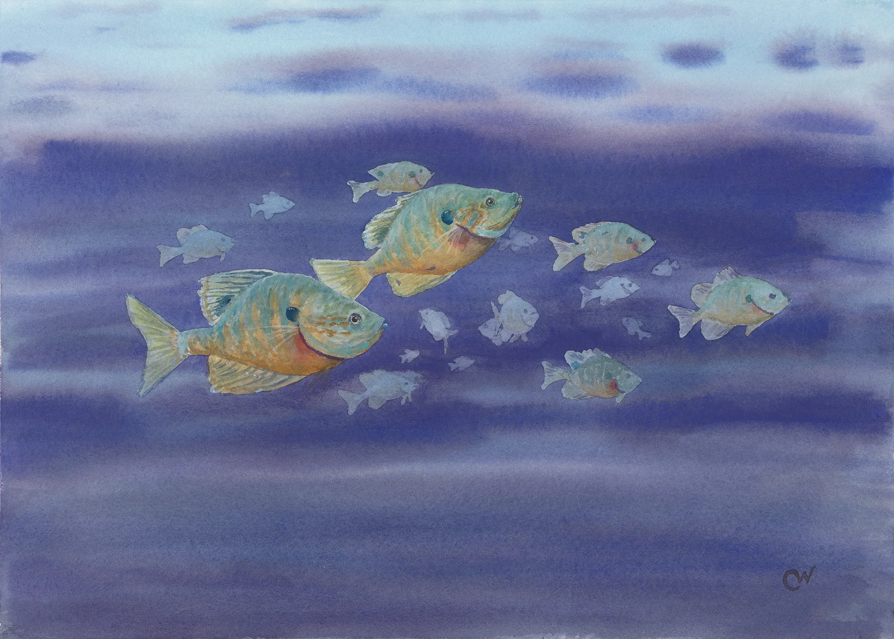 Rainbow River Sunfish