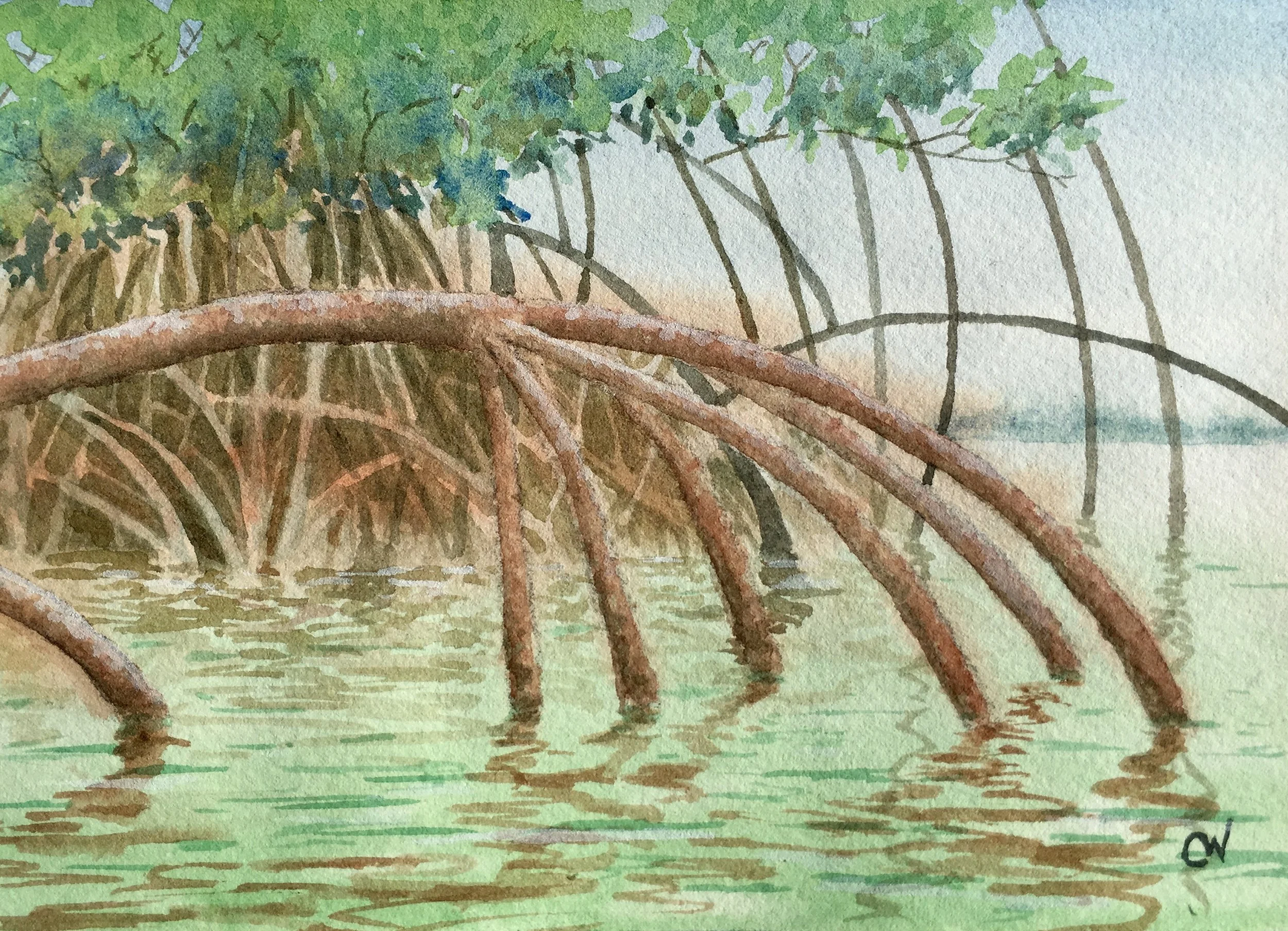 Red Mangroves