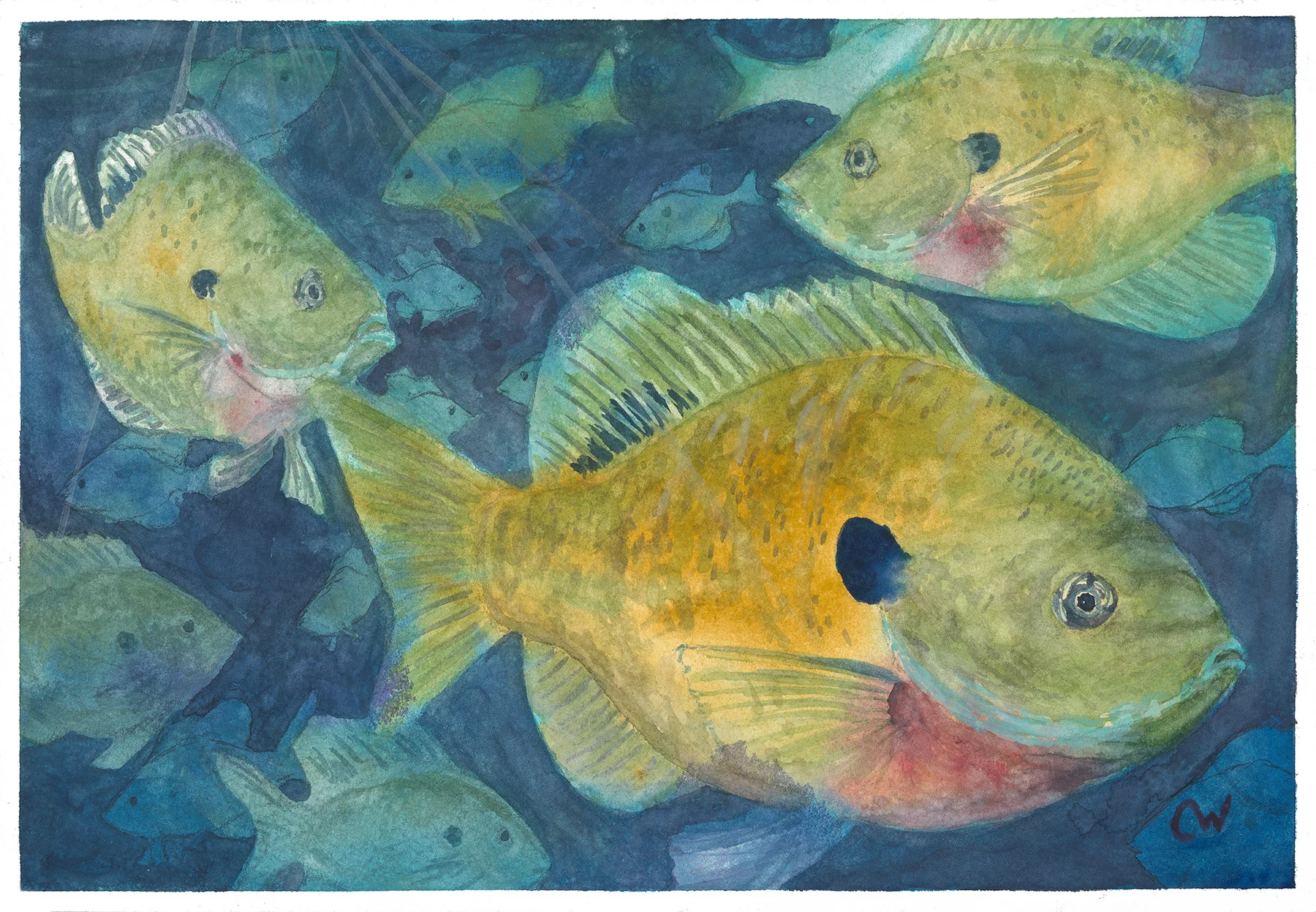 Blue Gill Buddies.jpg