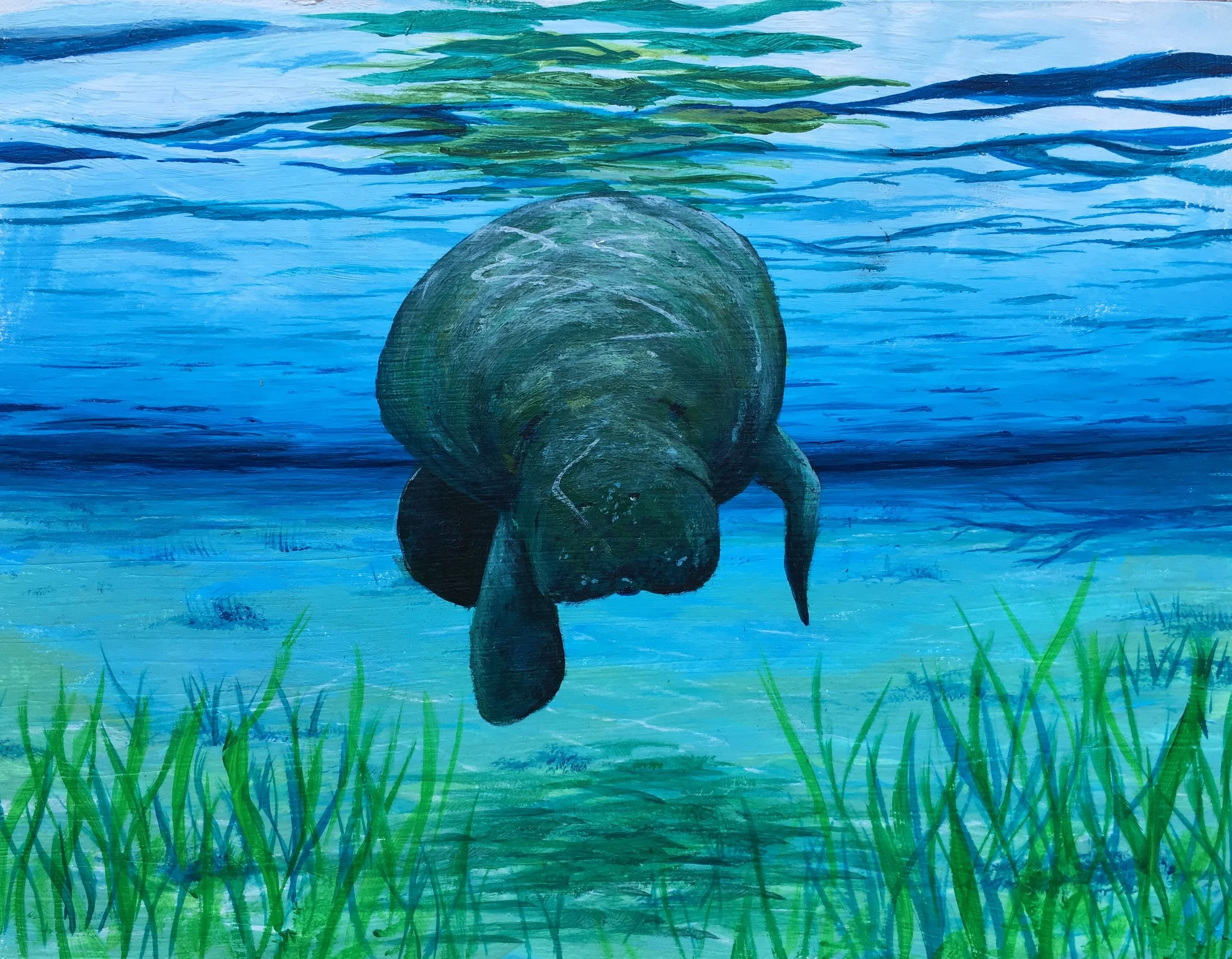 Manatee