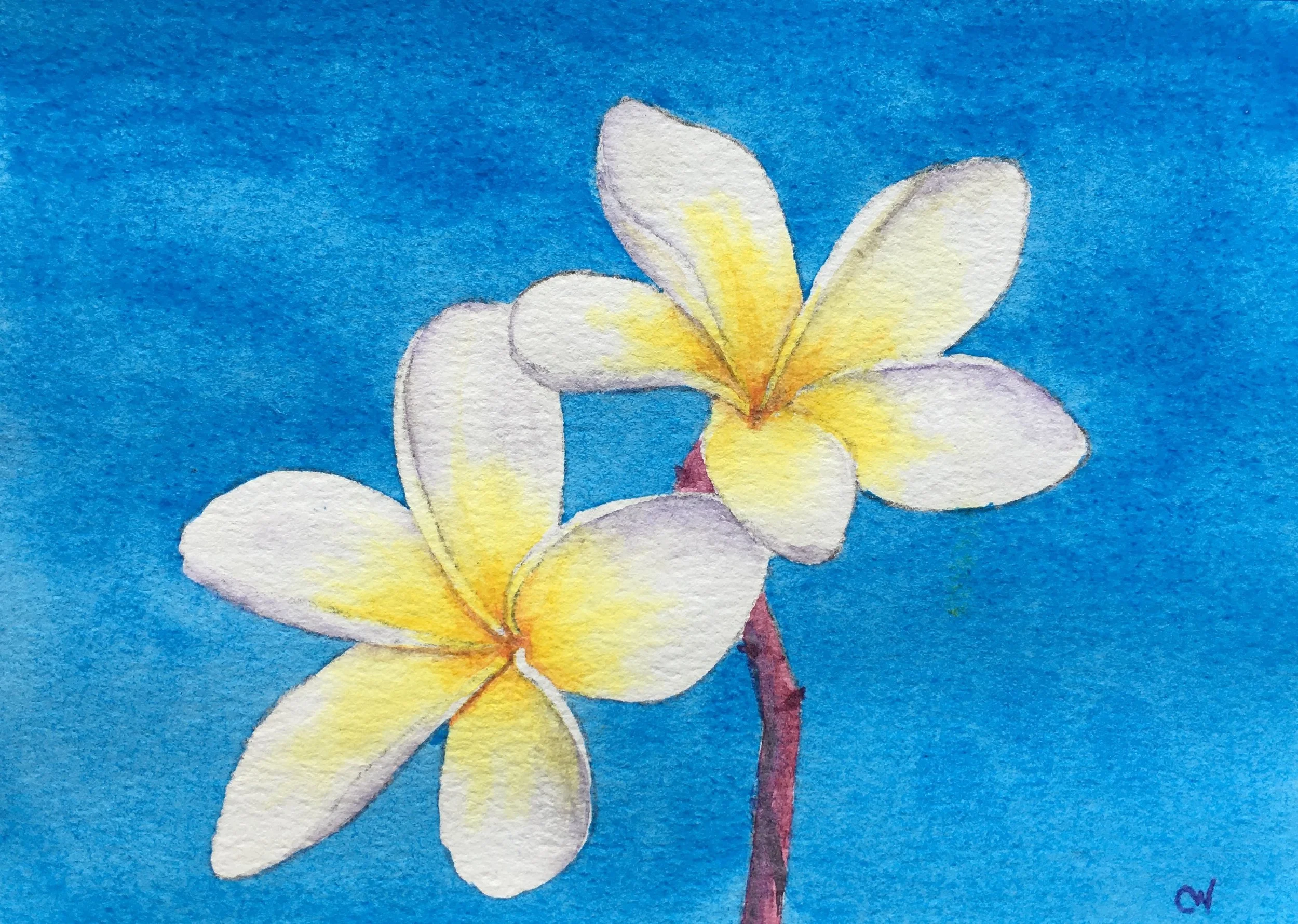 Plumeria