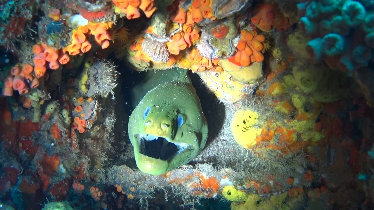 Coral reefs provide refuge for beautiful and unique animals like the Moray Eel. Photo: Curtis Whitwam