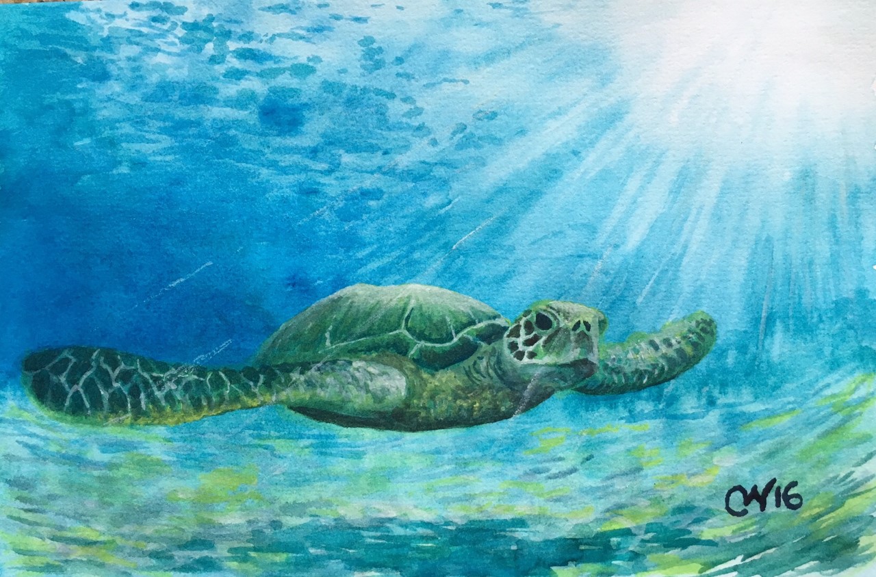 Sea Turtles such as the Hawksbill not only rely on coral reefs, but actually help benefit the corals and other organisms by eating sponges. Original painting: Curtis Whitwam