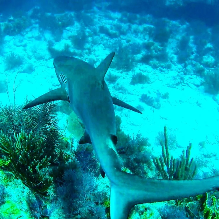 The Blacktip Reef Shark relies on the coral reefs for its survival. Photo: Curtis Whitwam