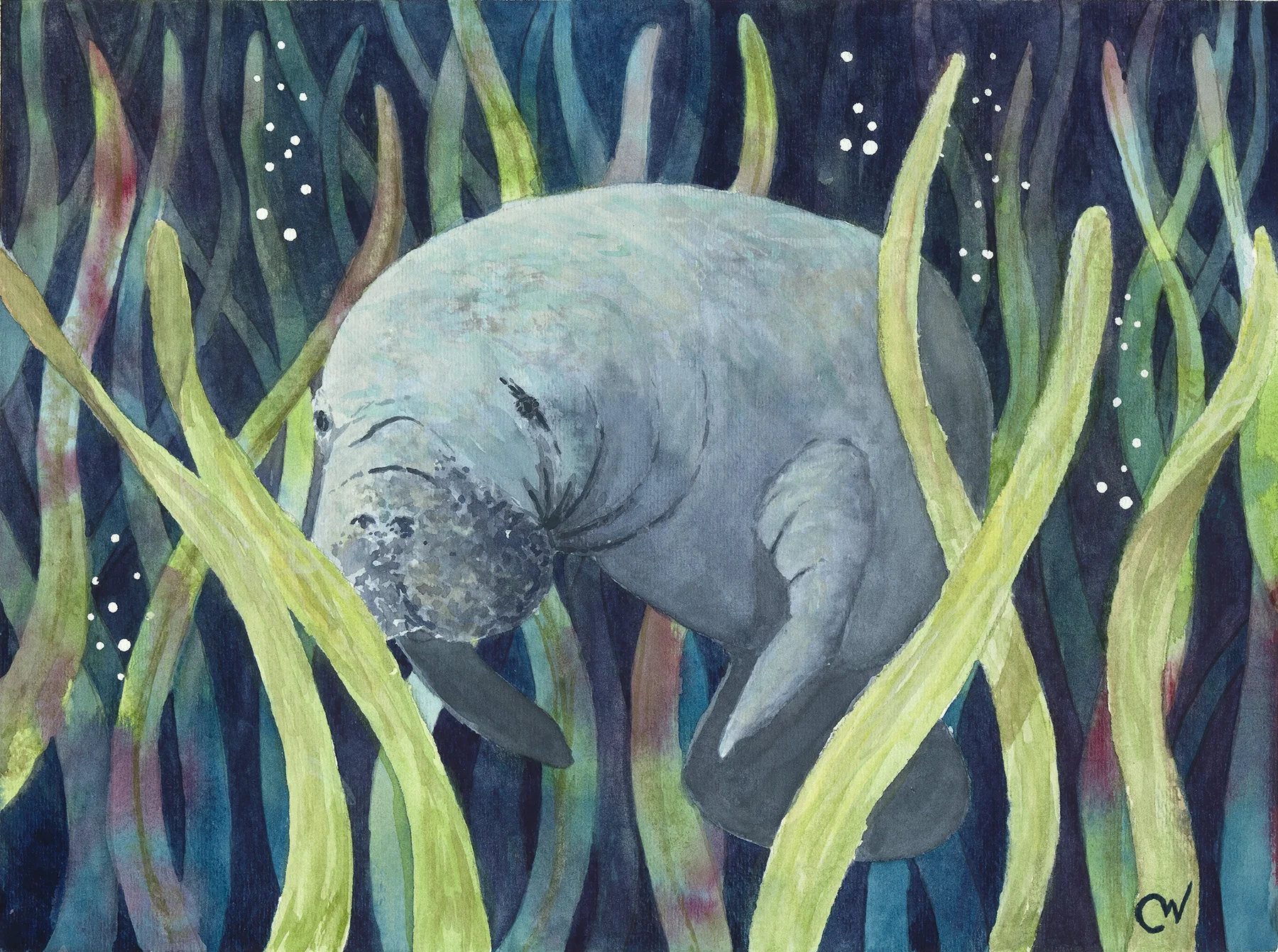 Resting Manatee Note Cards