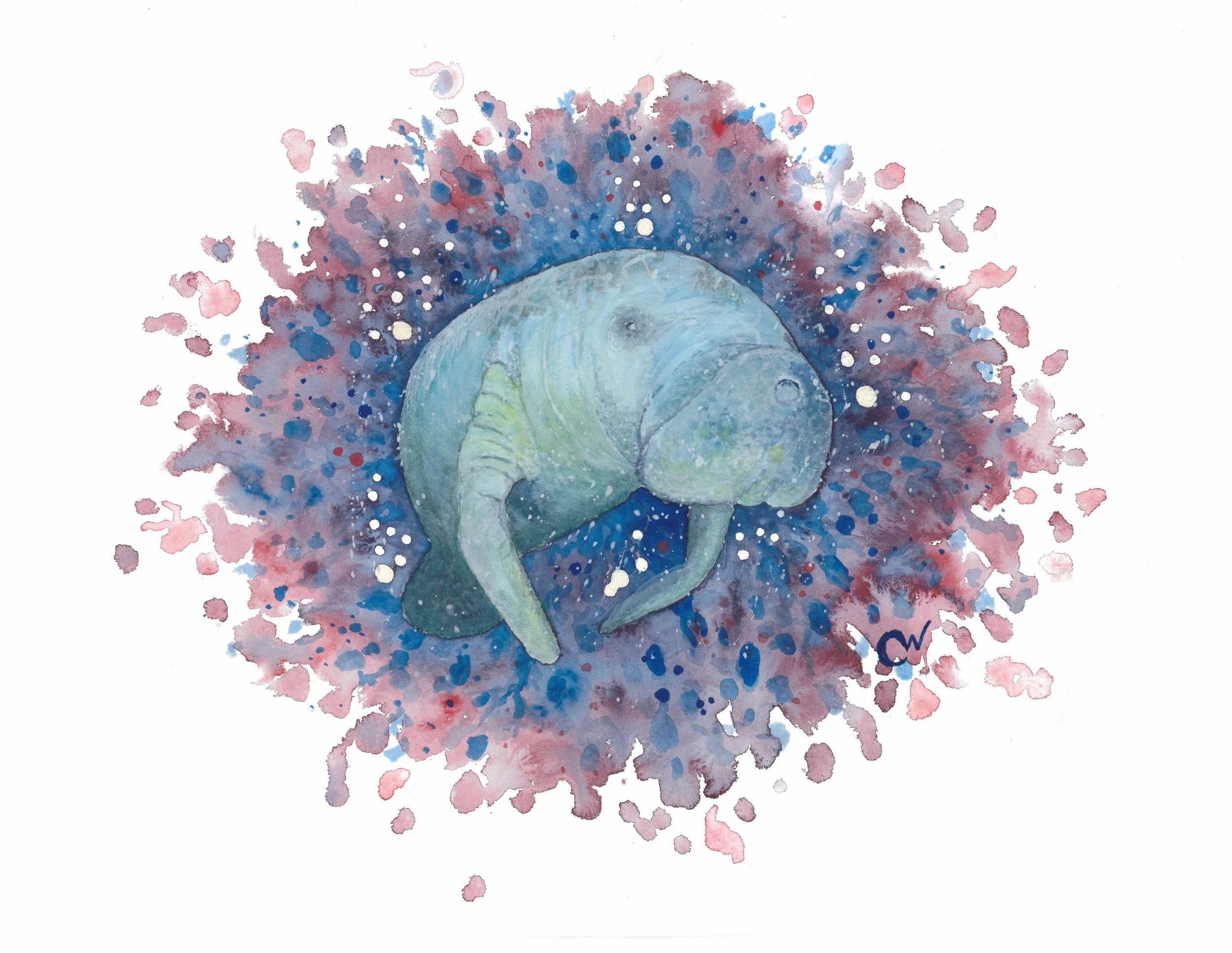 Mellow Manatee.jpeg