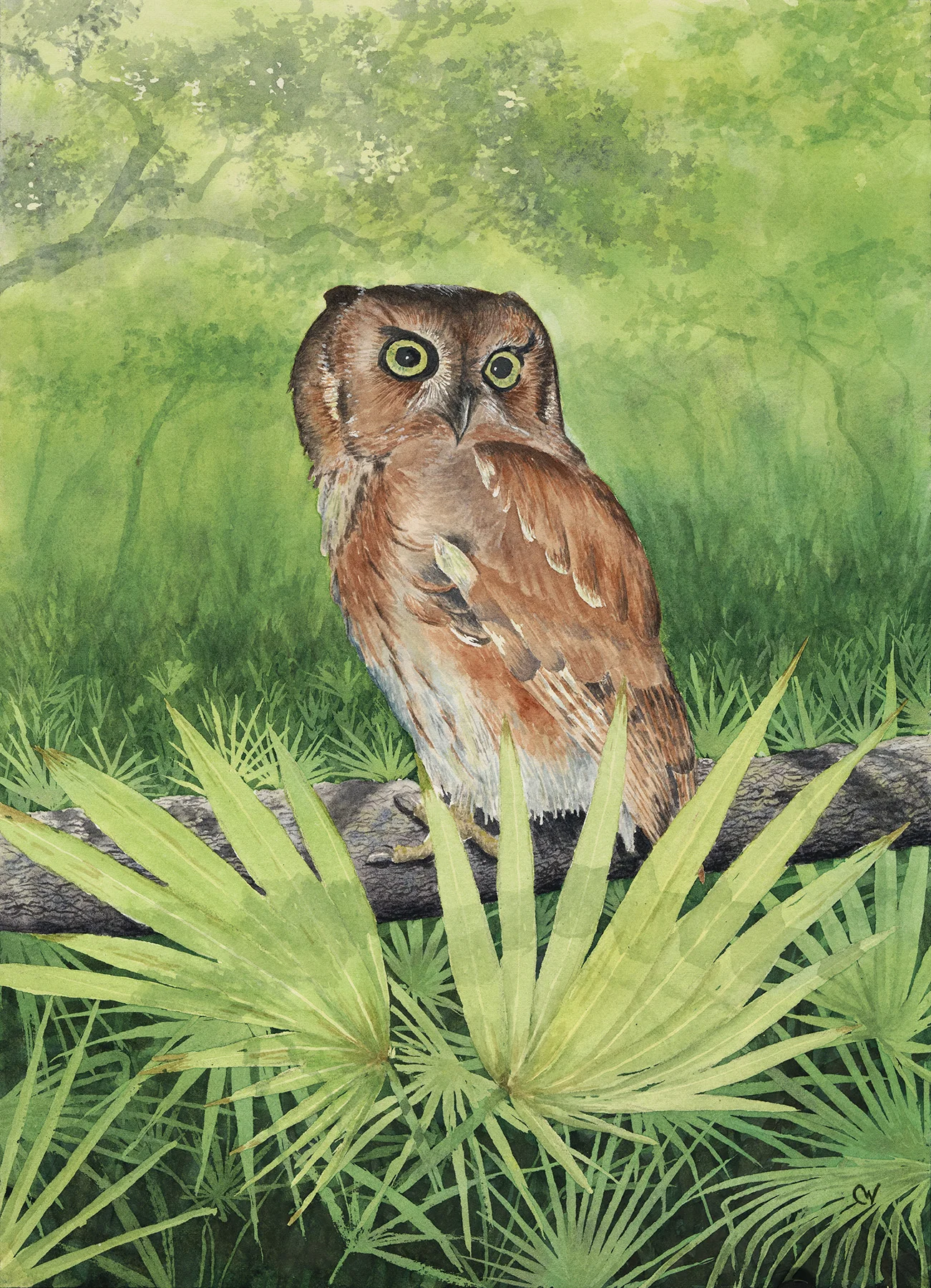 Screech Owl Note Cards