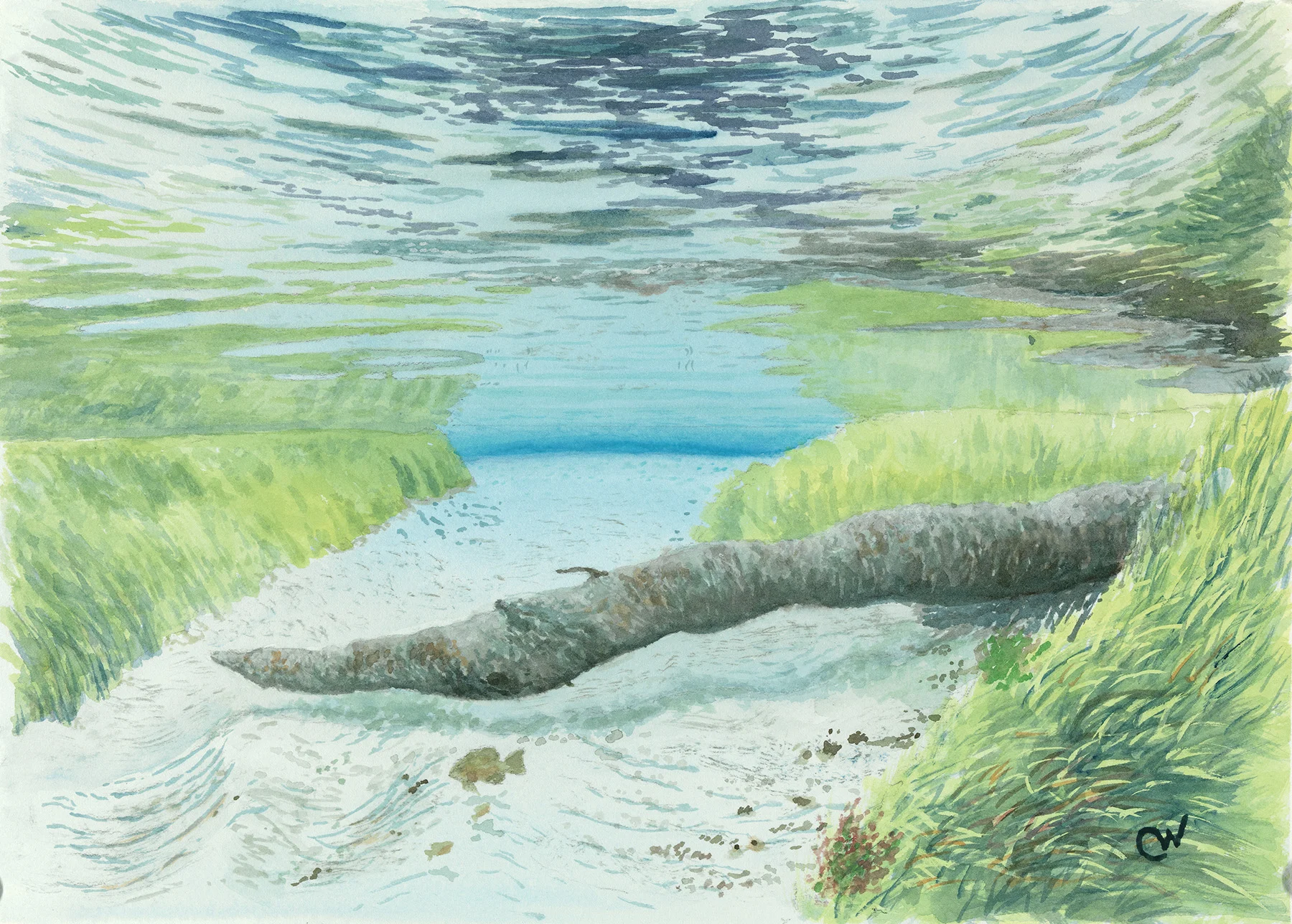 Blue Springs Run Note Cards