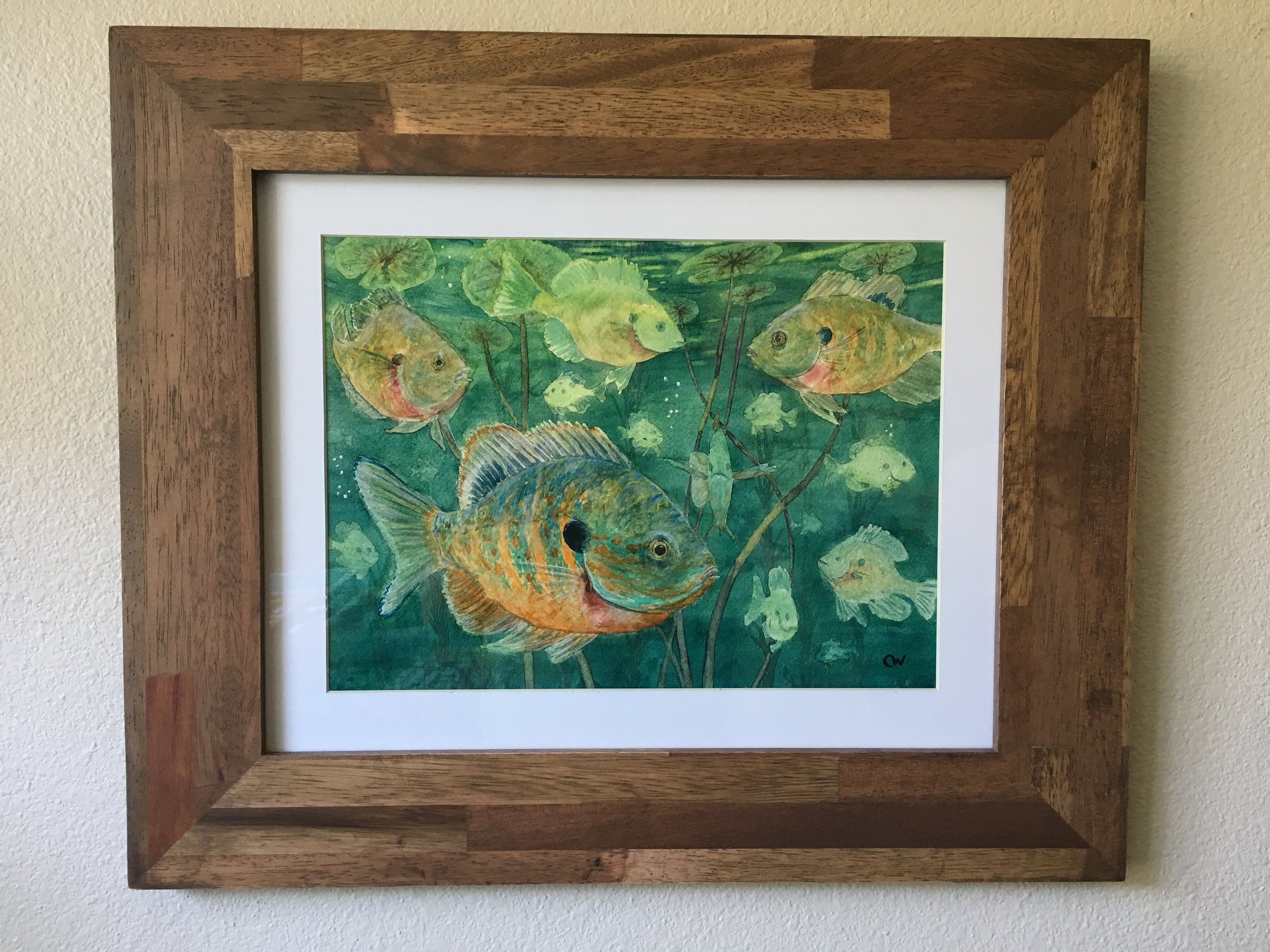 Alexander Springs Sunfish Framed Print
