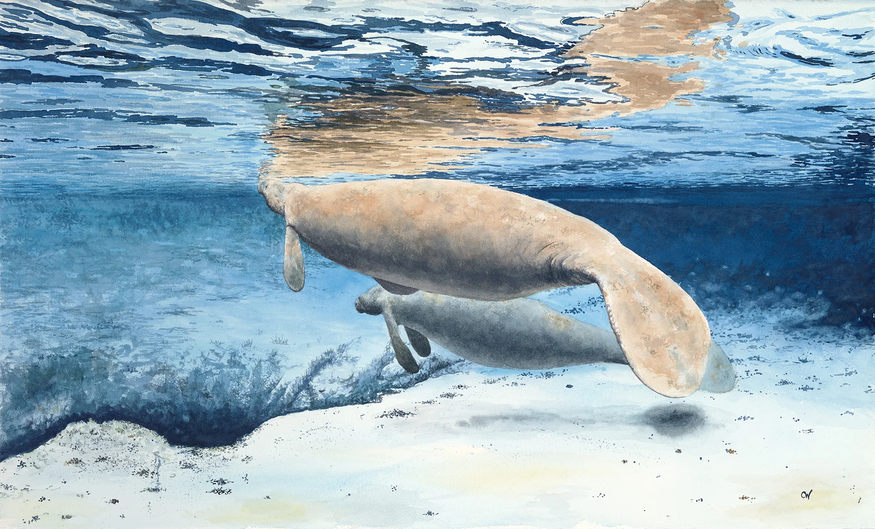 Manatees In Blue Framed Print