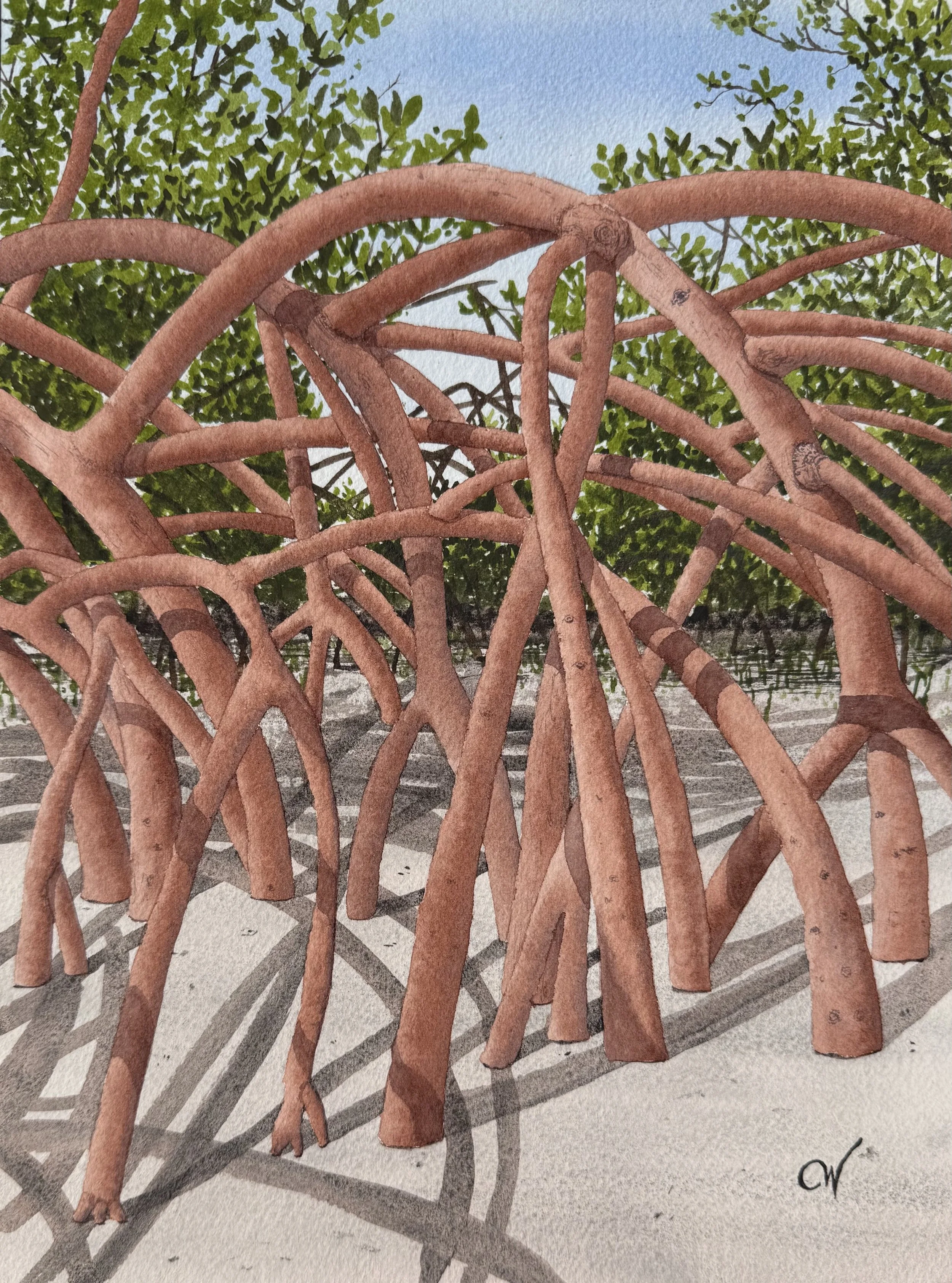 Cypress Point Mangroves