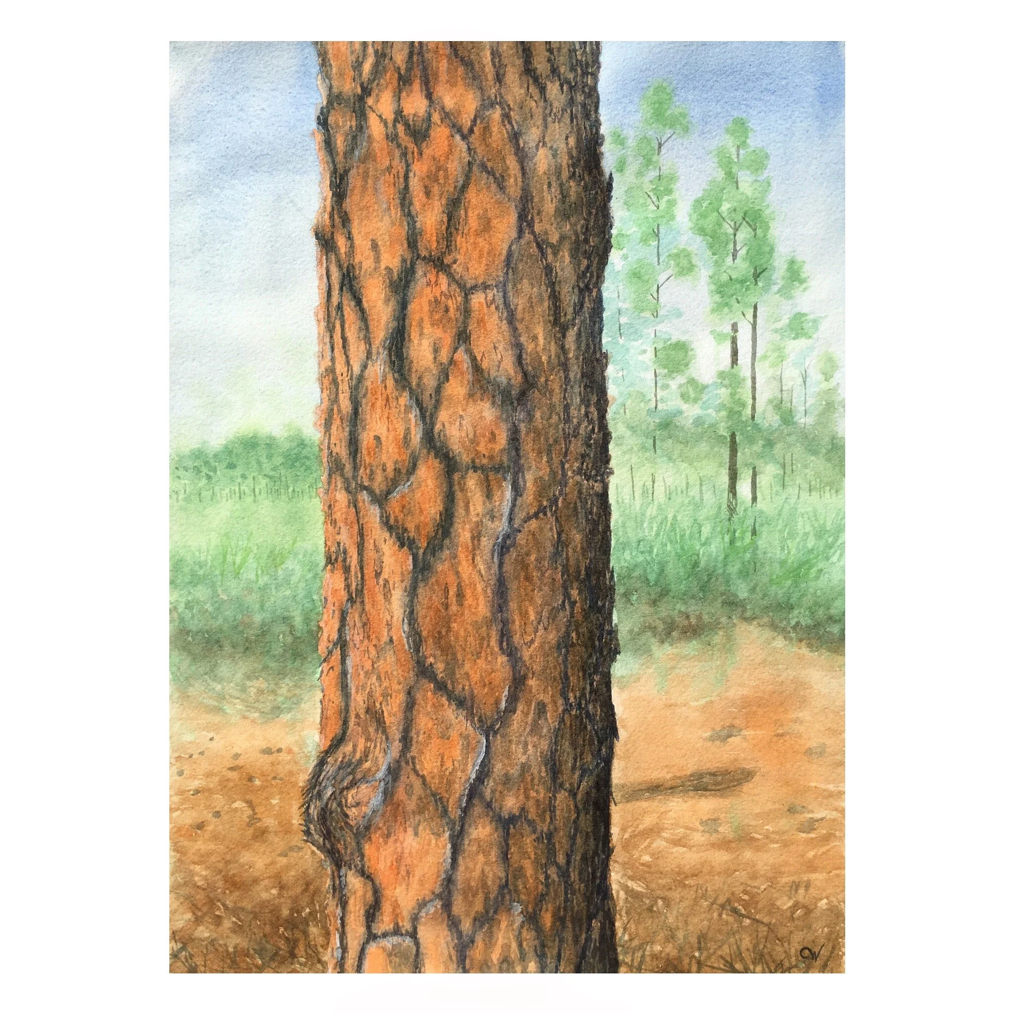 Slash Pine