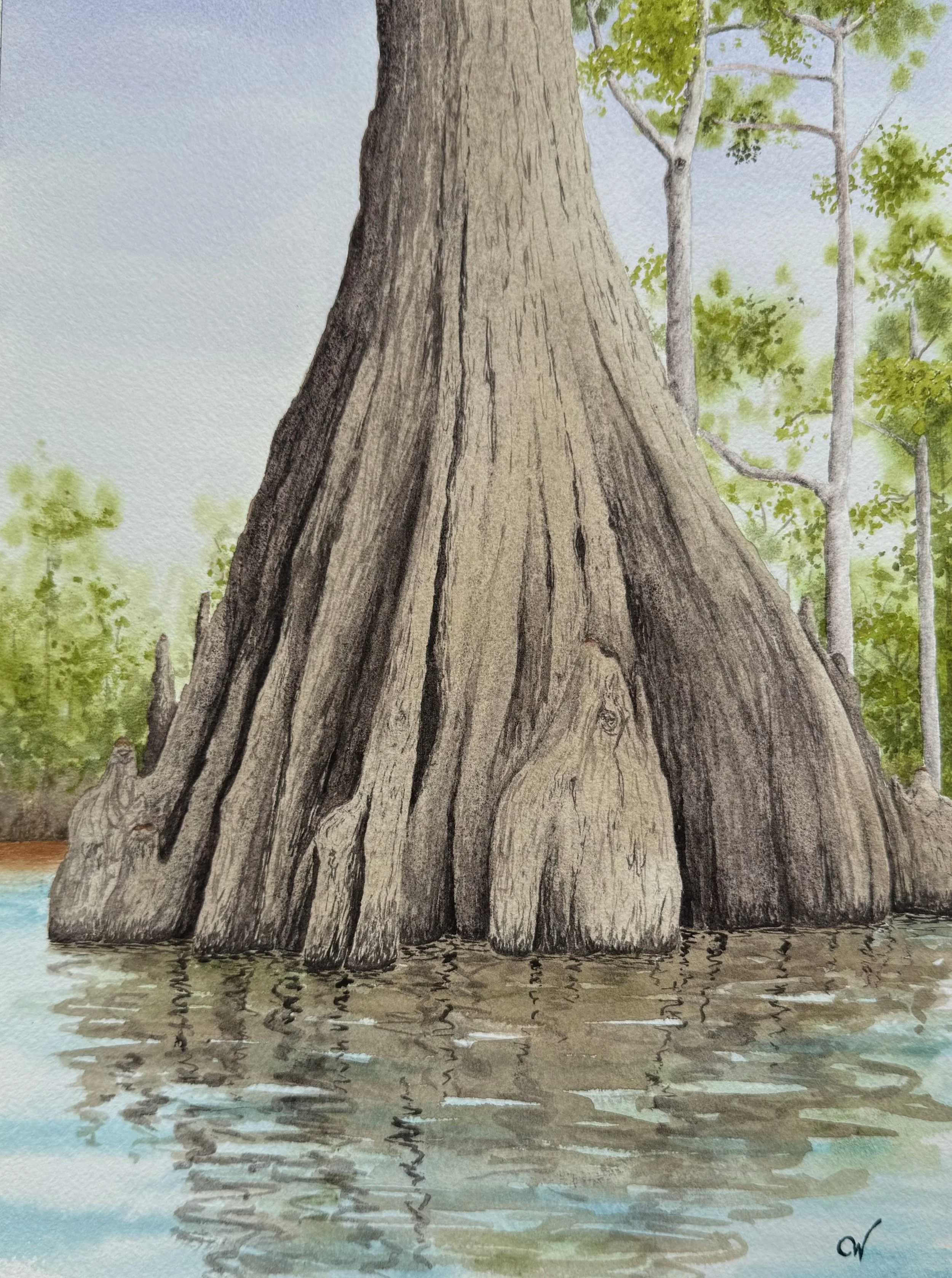 Madison Blue Cypress