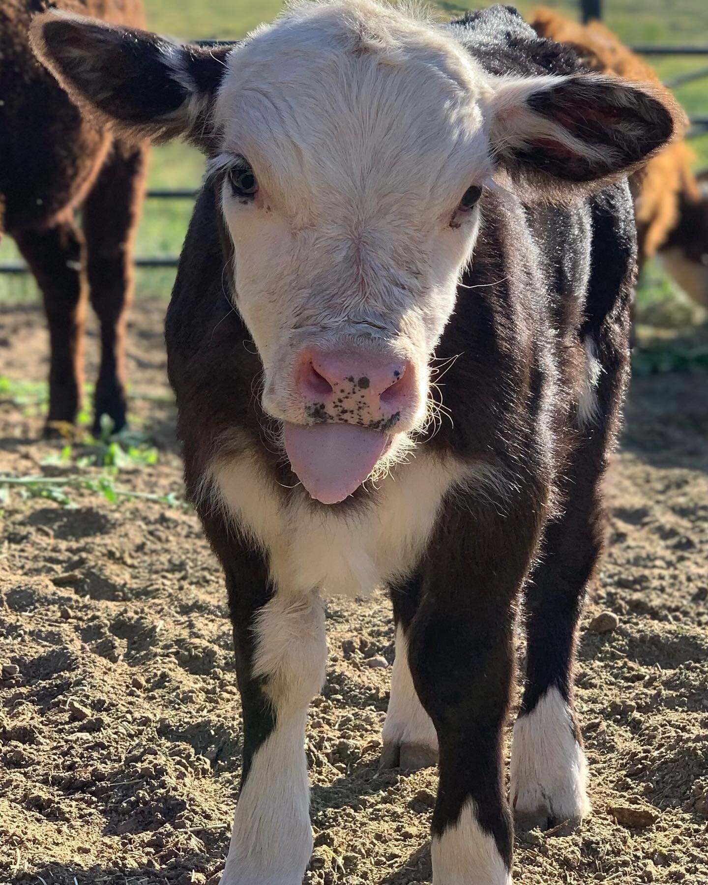 Heading into the weekend!!!!🥰🥳🐮 
Your support will Help Us Corral Poverty One Head at a Time! Steerdup.org  #Steerdup #Cattle #Lowline #Herefords #Angus #Beef #Cattle #RaisingBeefForFood #FeedTheHomeless