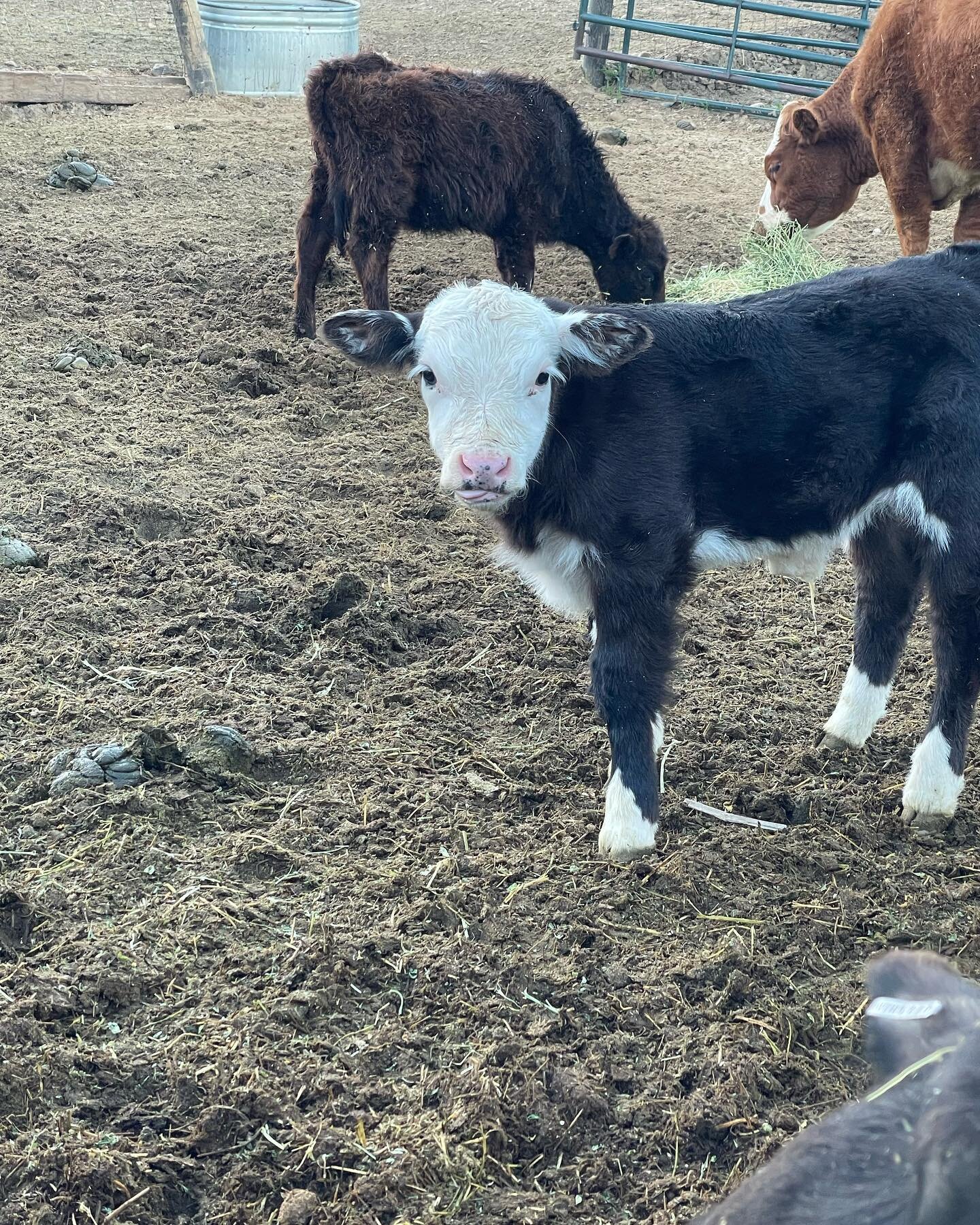 He just wants to say Good Morning that&rsquo;s all! 🐮☀️ Your support will Help Us Corral Poverty One Head at a Time! Steerdup.org  #Steerdup #Cattle #Lowline #Herefords #Angus #Beef #Cattle #RaisingBeefForFood #FeedTheHomeless #BeefForFoodPantries #