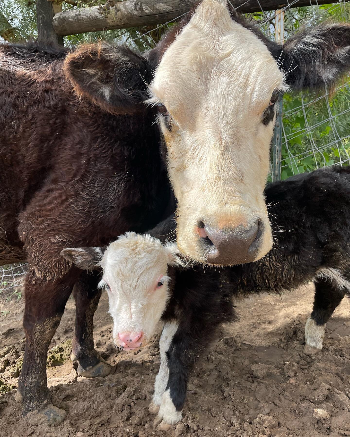 Our little Bull Calf born today🥰🐮😍🐮🥰 Your support will Help Us Corral Poverty One Head at a Time! Steerdup.org  #Steerdup #Cattle #Lowline #Herefords #Angus #Beef #Cattle #RaisingBeefForFood #FeedTheHomeless #BeefForFoodPantries #ForJesusChrist 