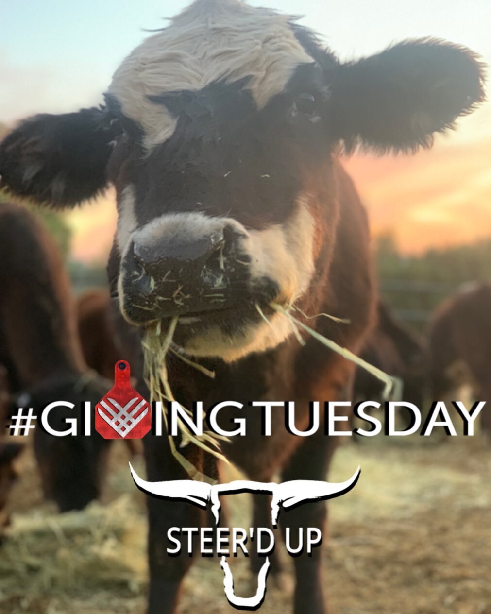 Go to our Bio for our #GivingTuesday Fundraiser!!!!

To date, Steer'd Up has donated over 5,300 lbs of beef to local food pantries in Los Angeles and Ventura County. This has helped feed over 21,200 people. As the cost of feed, harvesting and process