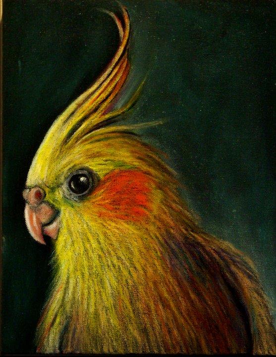 Cockatiel