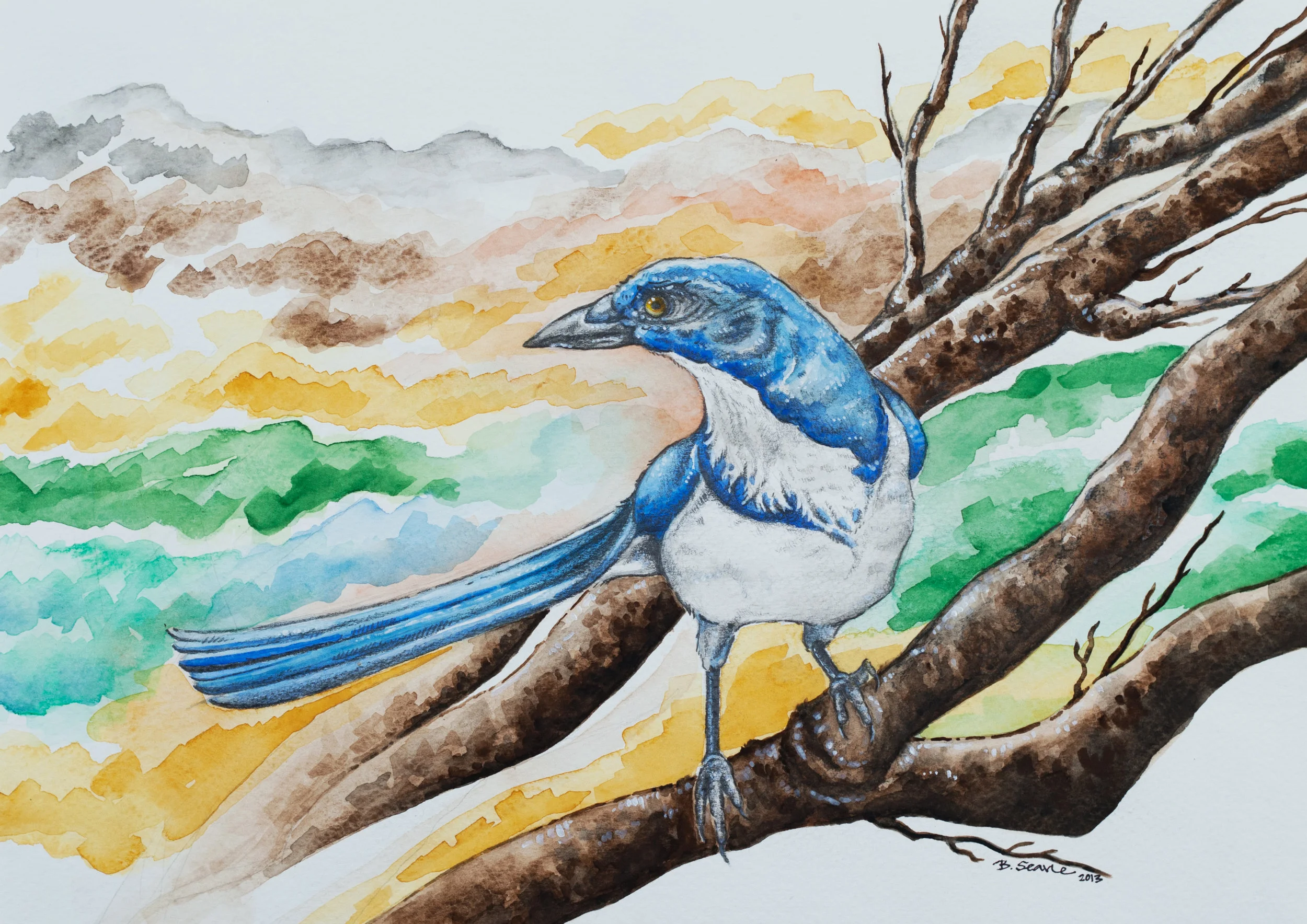scrubjay.jpg