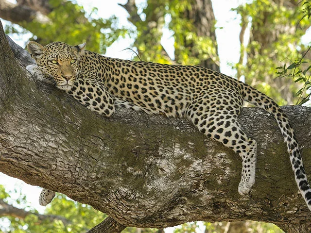 África e Ilhas