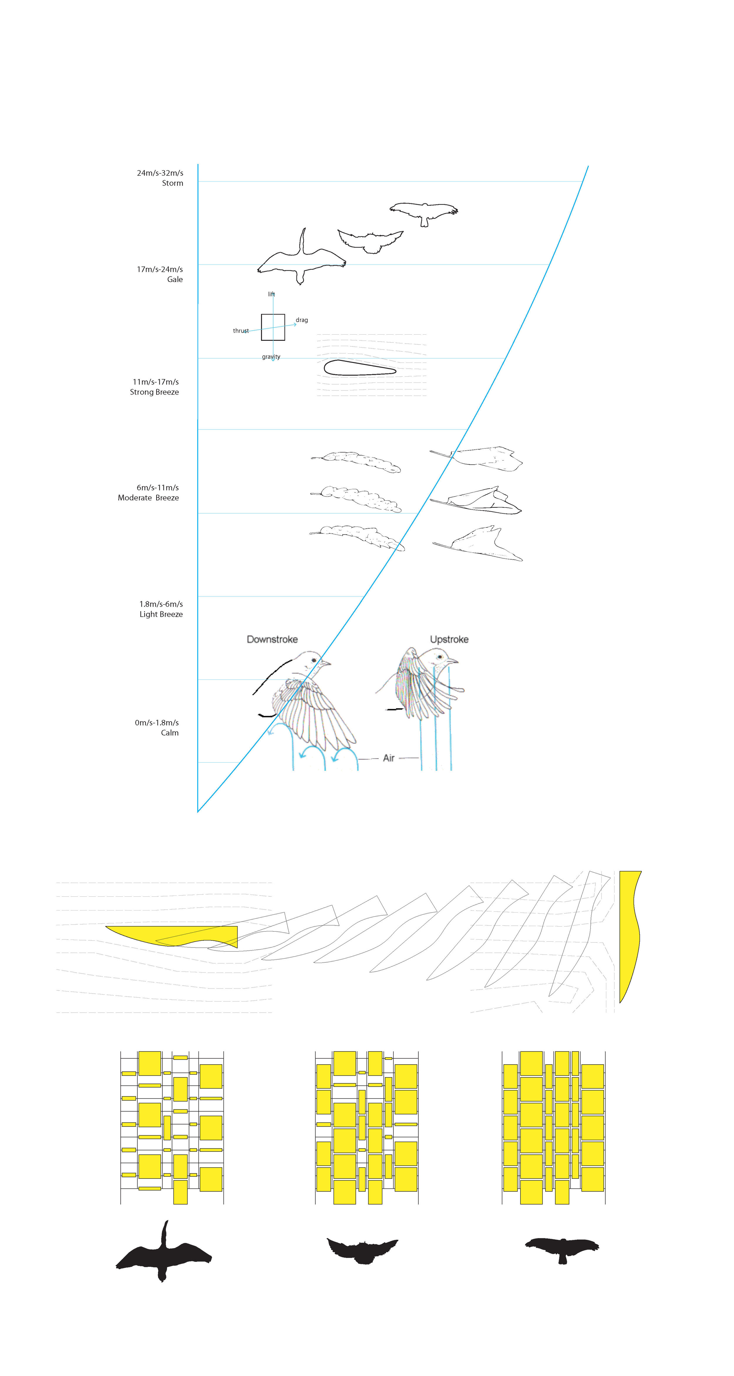 'House of Wings'_Bird Wing Typology Research