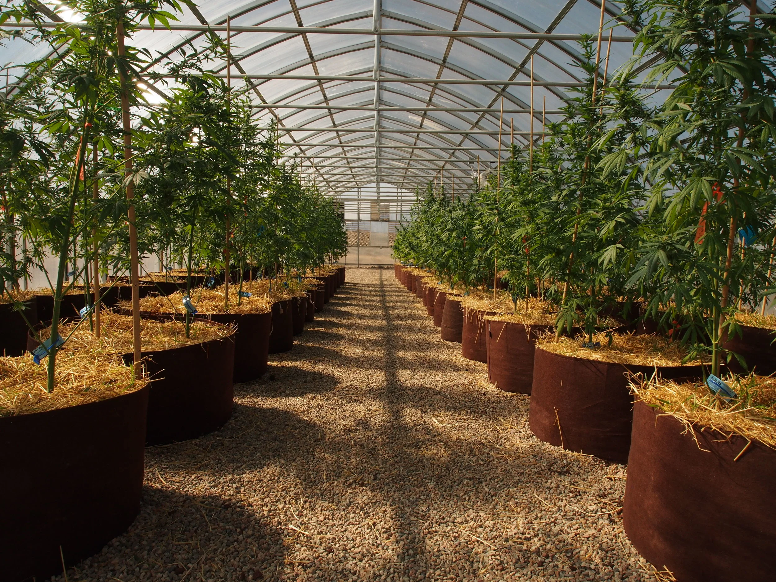 One of our Ranger Series greenhouses at Colorado Buffalo Ranch Facility I where probiotic 'living soils' and SoCo sunshine make for a thriving grow operation.