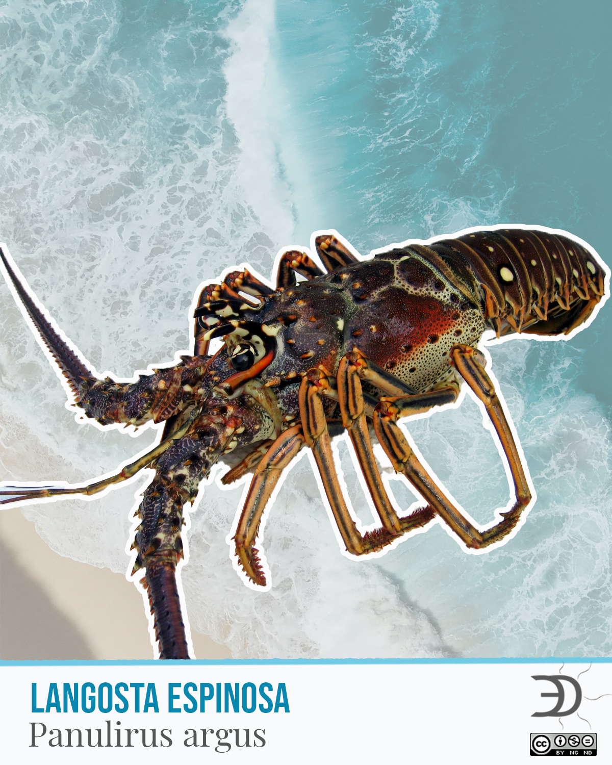 Langosta Espinosa.png