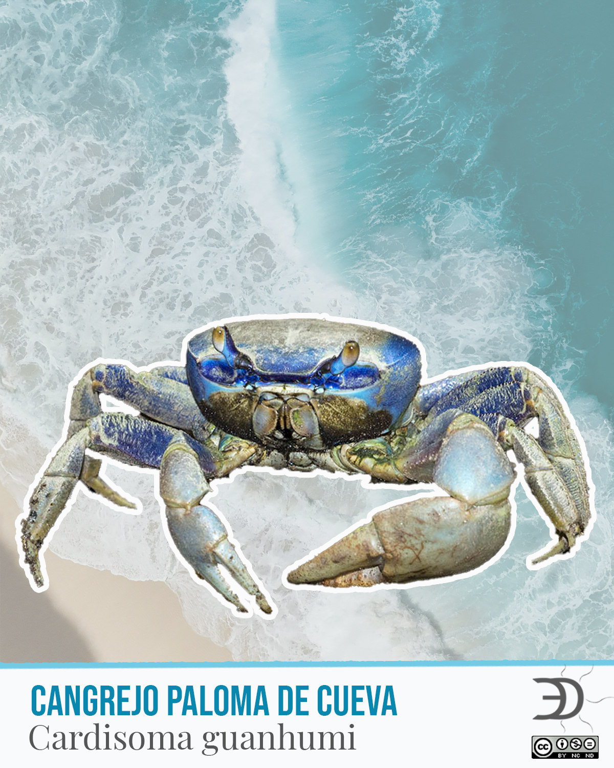 Cangrejo Paloma de Cueva.png
