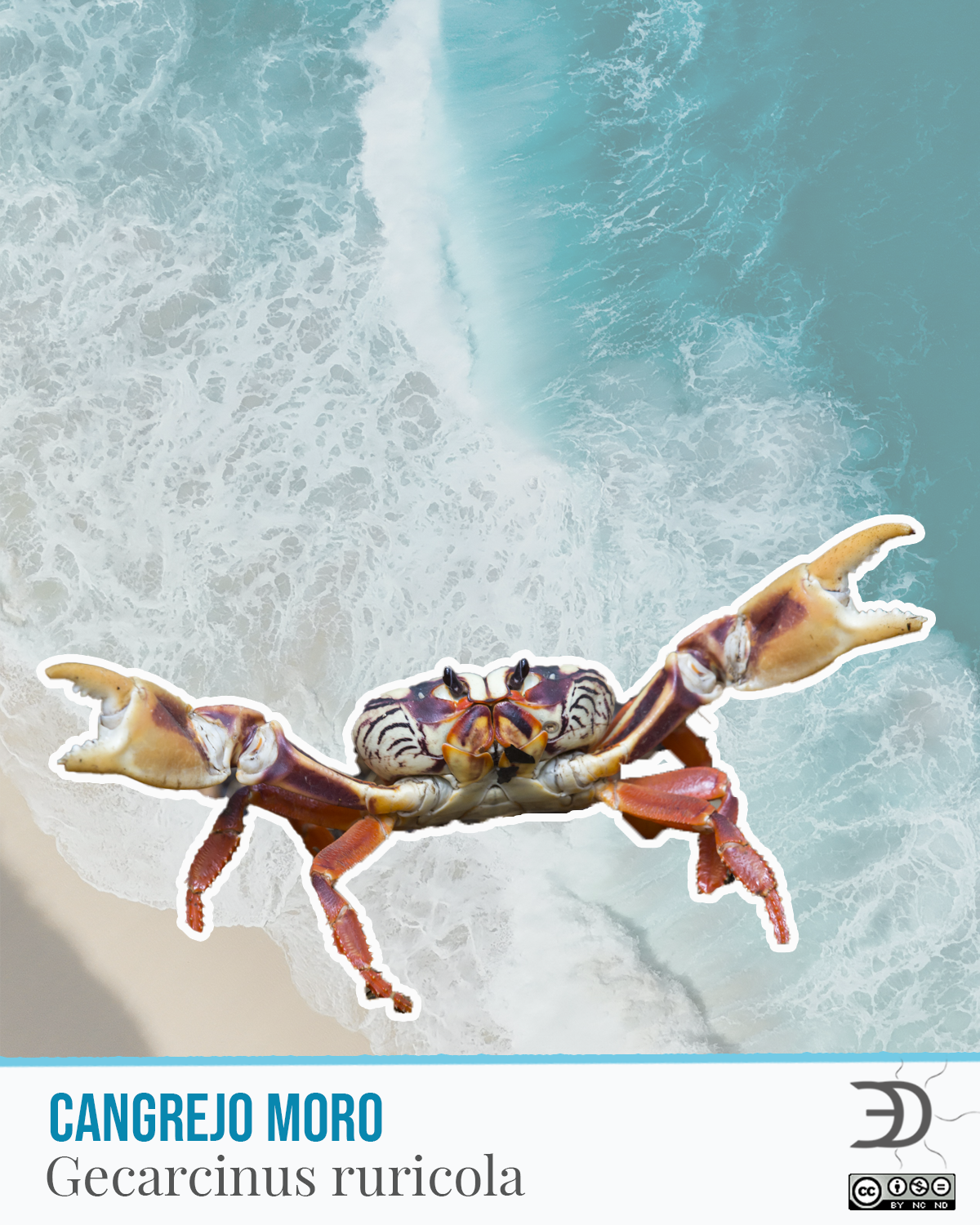 Cangrejo Moro.png