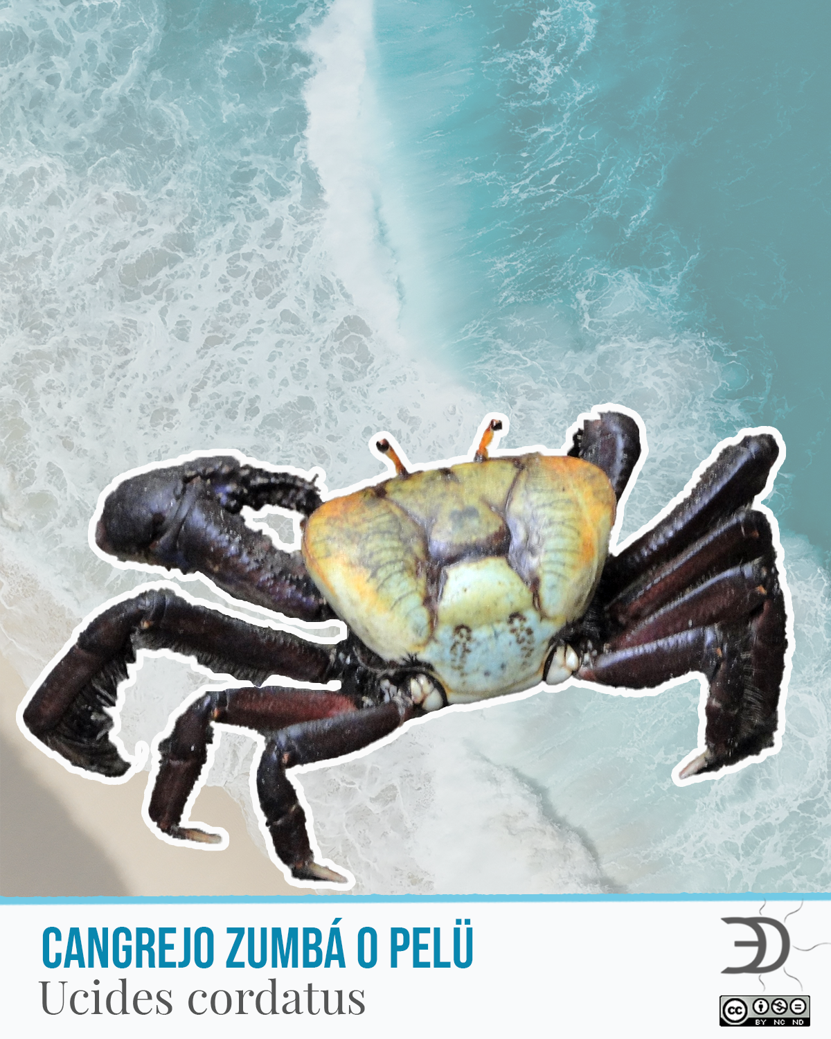 Cangrejo Zumba o Pelu.png