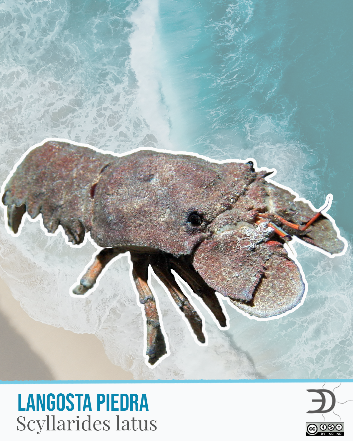 Langosta Piedra.png