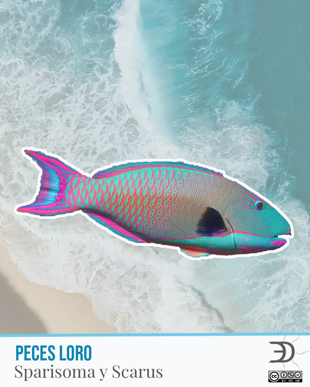 Peces Loro.png