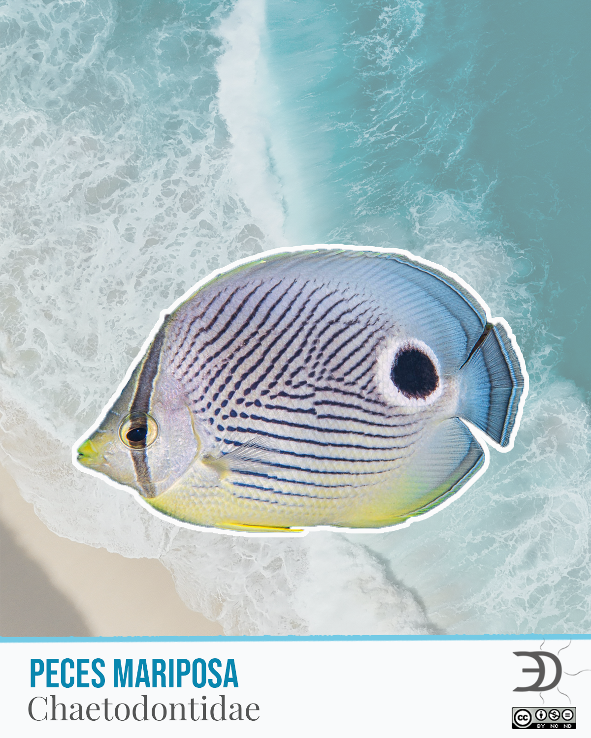 Peces Mariposa.png