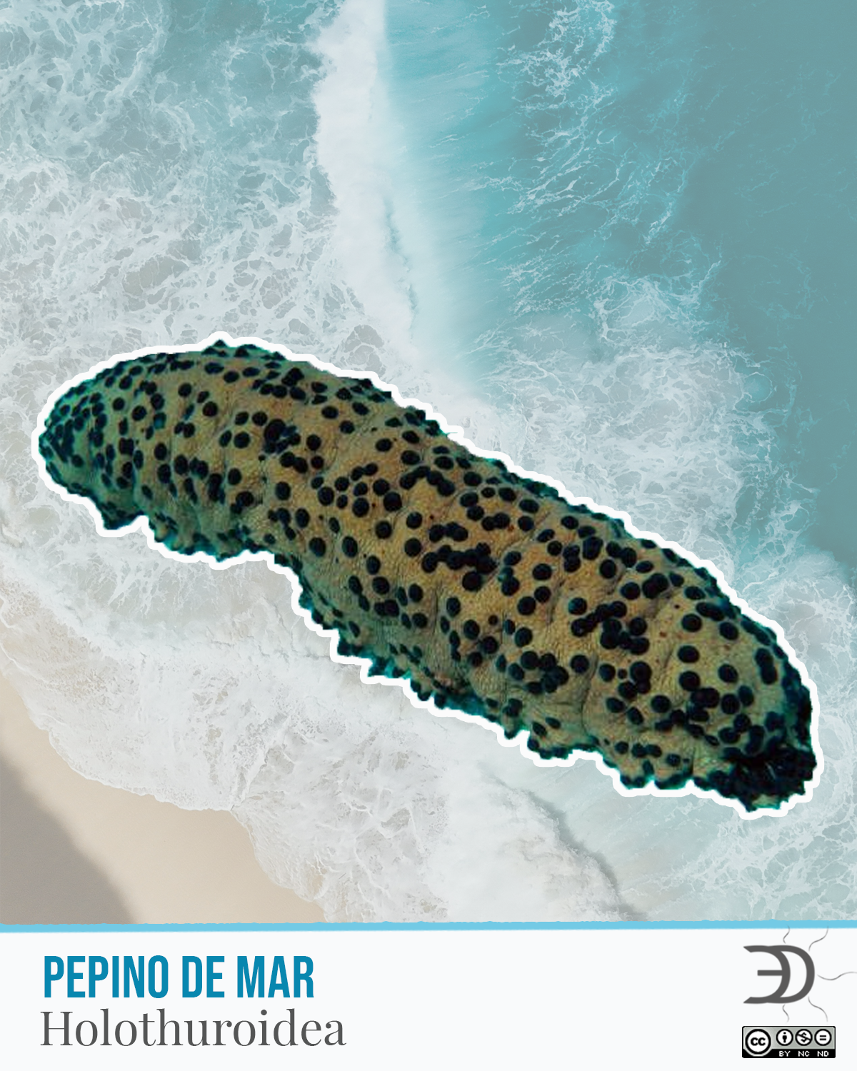 Pepino de Mar.png