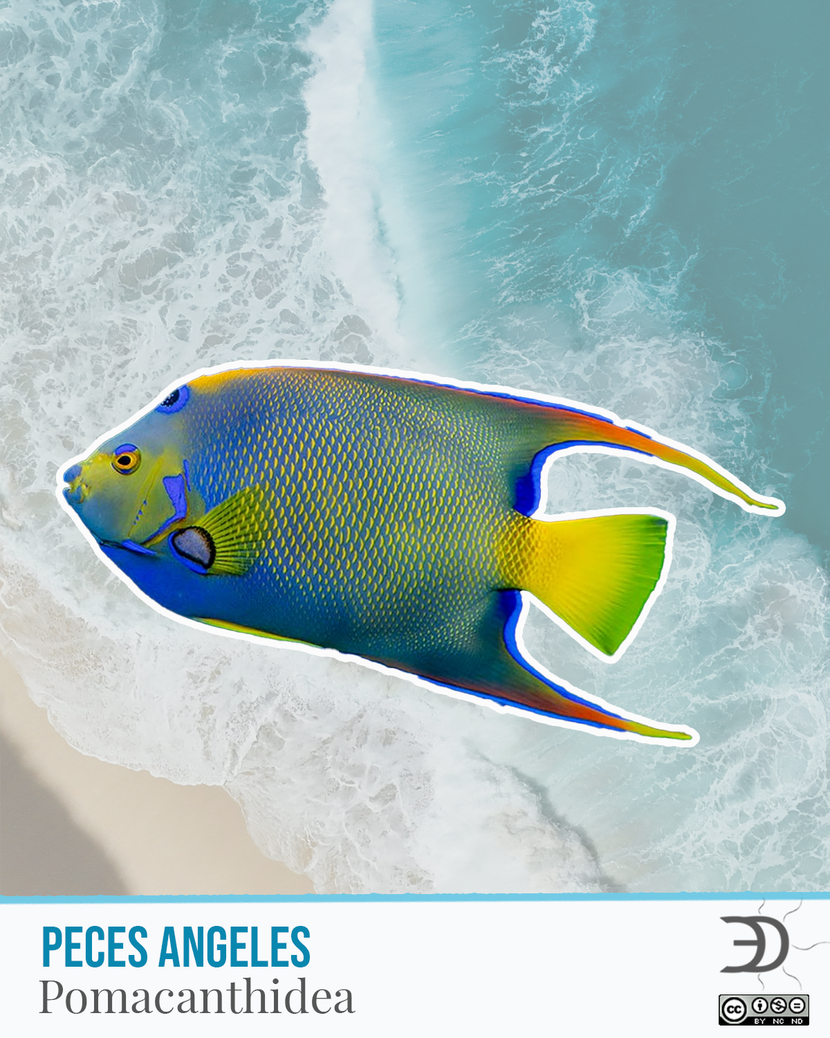 Peces angeles.png