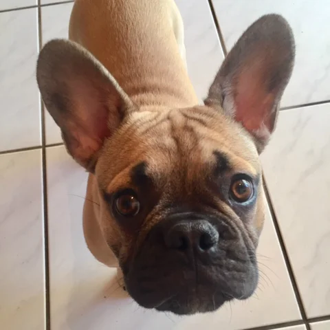 norbert