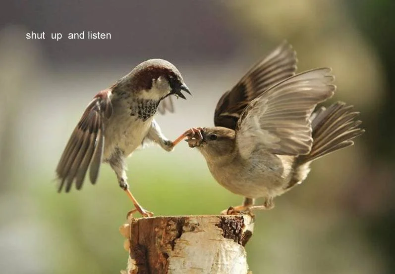 birds quibbling