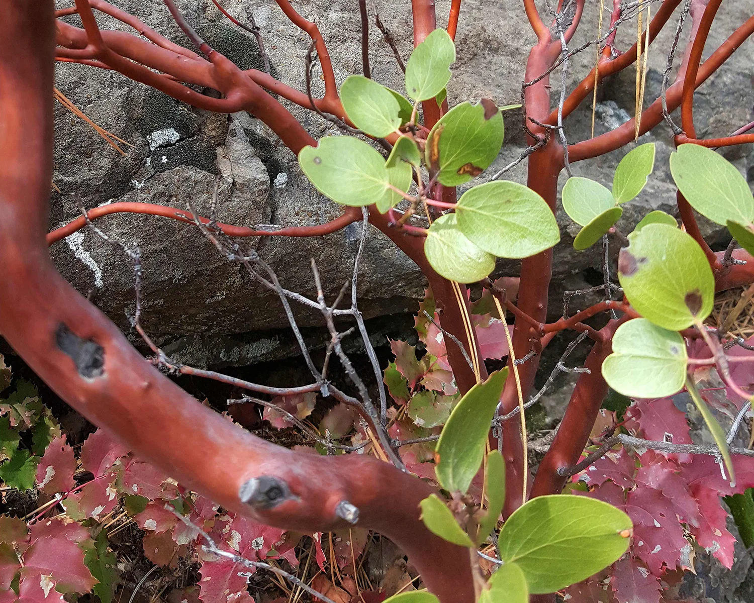 Photo credit: Joanne and Kees Diepenheim