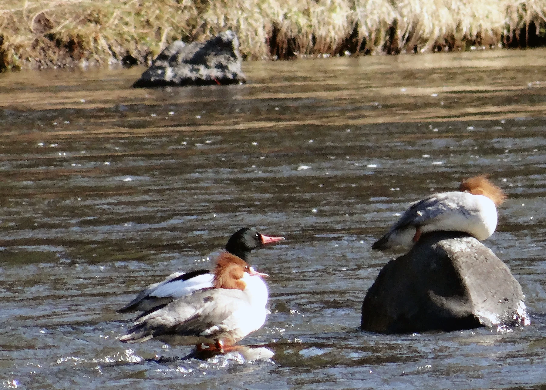 Photo credit: Denise Torres