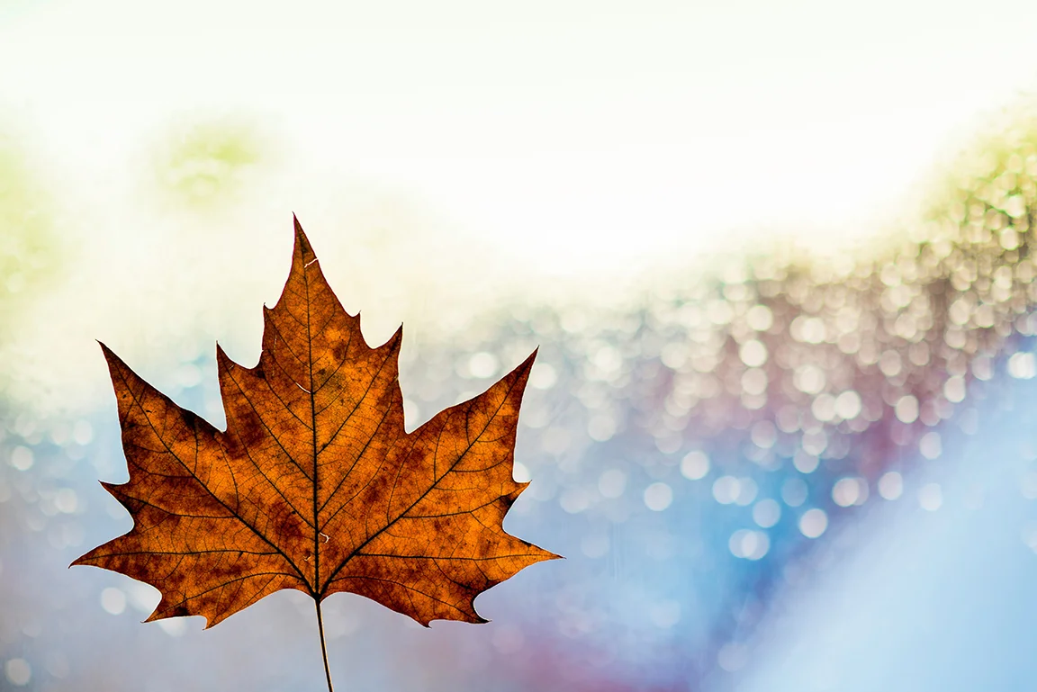 leaf-royaltyfree-sm.jpg