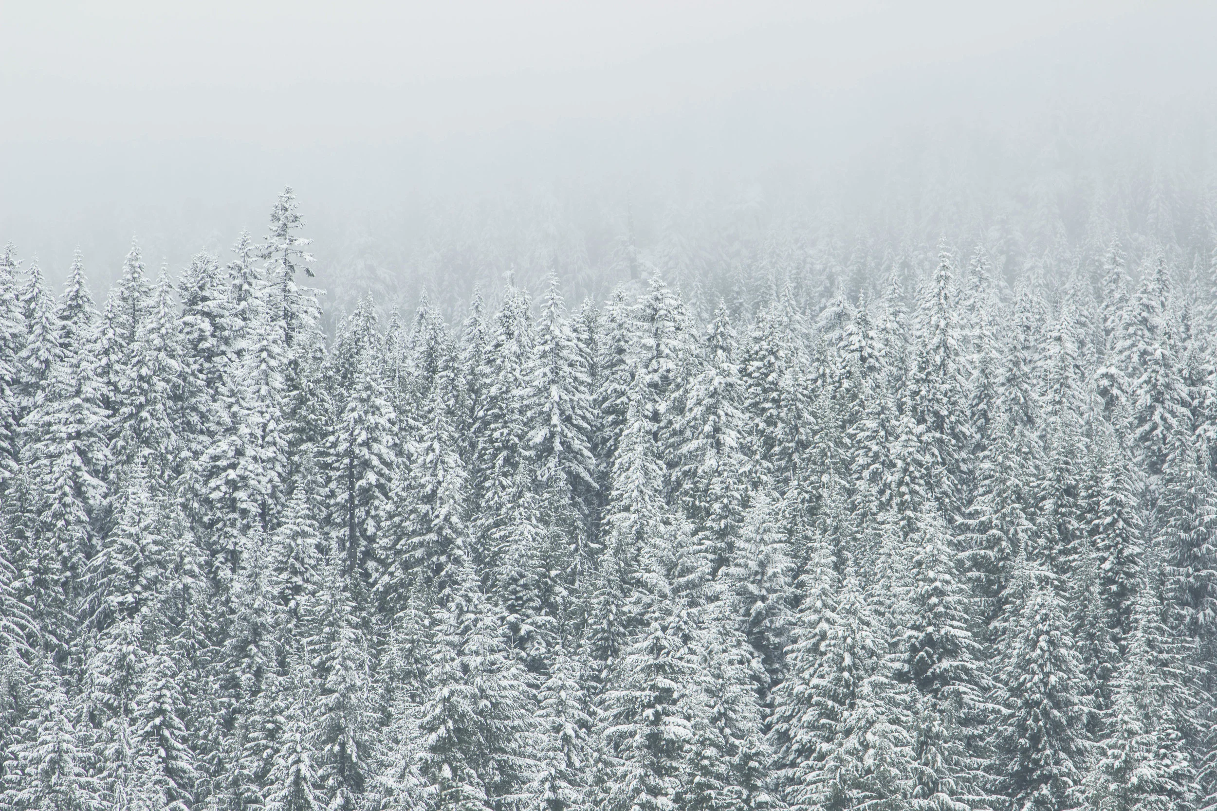 snowy-forest.jpg
