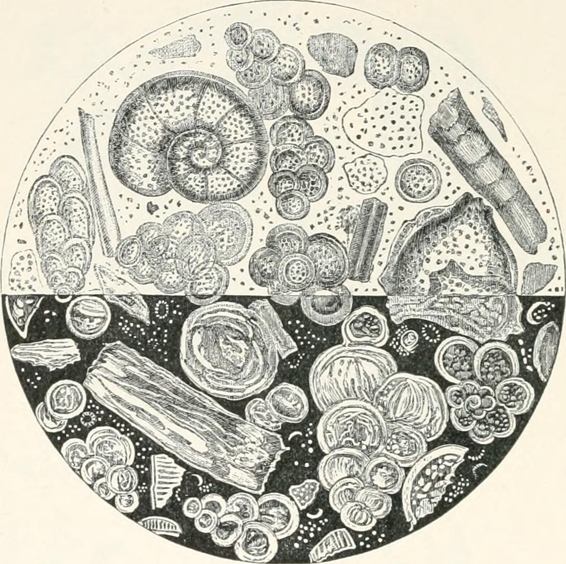 An illustration of fossil foraminifera, as viewed under a microscope.