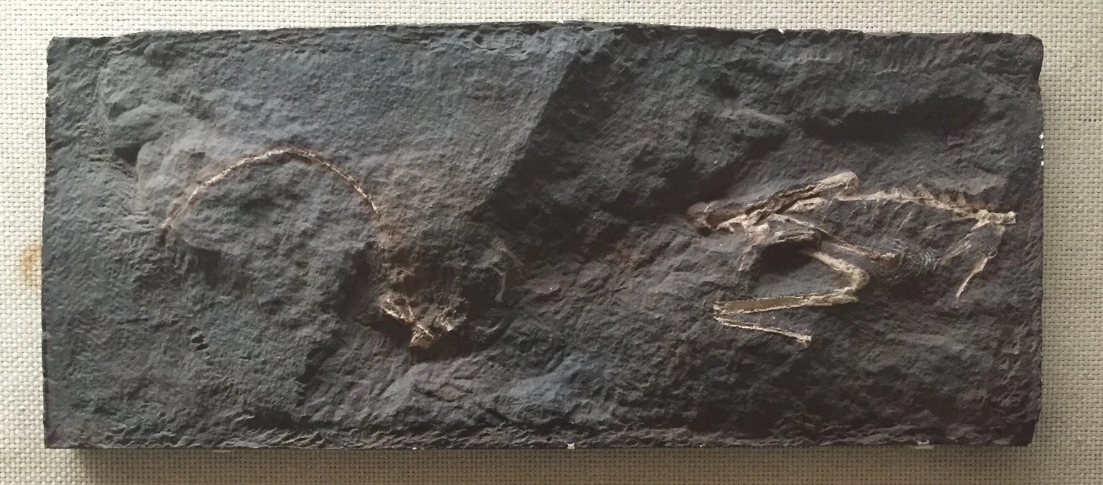 The original fossil was destroyed in the Mount Holyoke fire, but a cast of the specimen is still on display in New Haven, Connecticut, courtesy of the Peabody Museum of Natural History .