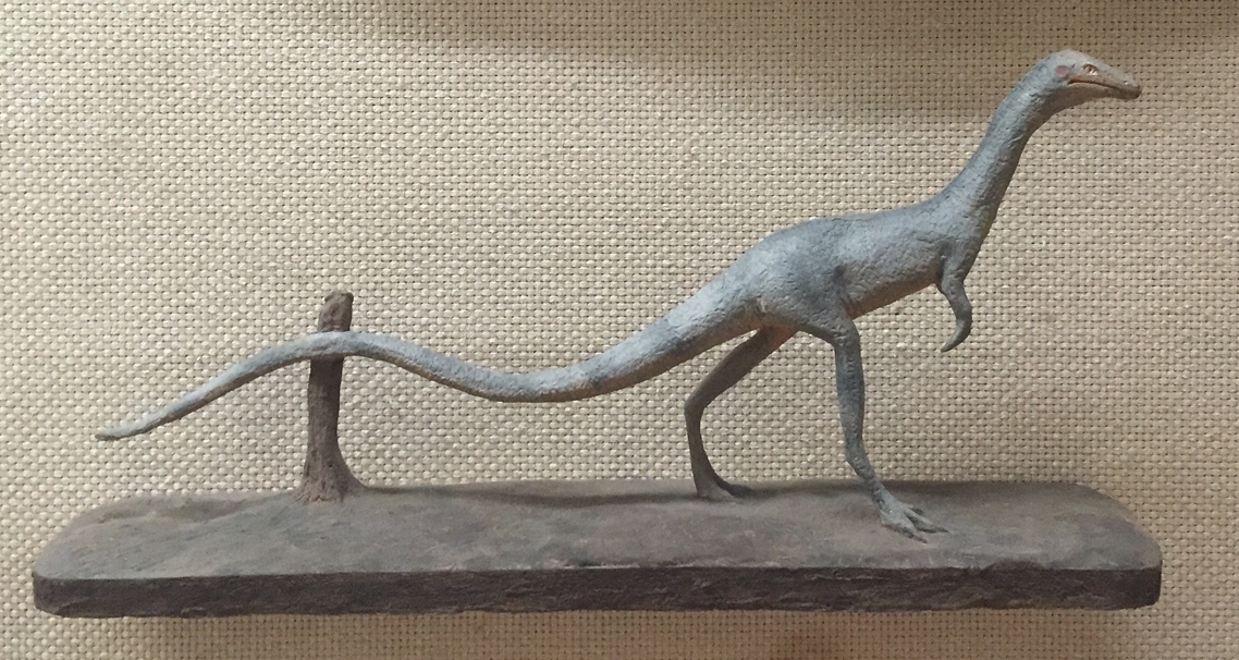 A half-scale model of the dinosaur, made in the early 1900s, is also exhibited at the Peabody Museum of Natural History . 