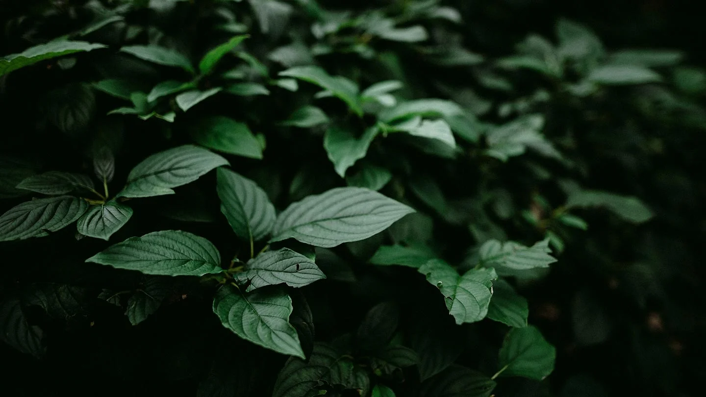 plants2.jpg